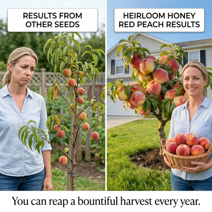 🍑🍑 Dwarf Peach Tree — Rare Red-Fleshed Variety — Ideal for Container Planting — Bears Fruit Within One Year — Can Be Planted Year-Round