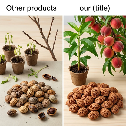 🍑🍑 Dwarf Peach Tree — Rare Red-Fleshed Variety — Ideal for Container Planting — Bears Fruit Within One Year — Can Be Planted Year-Round