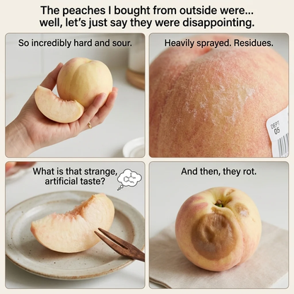 🍑🍑 Dwarf Peach Tree — Rare Red-Fleshed Variety — Ideal for Container Planting — Bears Fruit Within One Year — Can Be Planted Year-Round