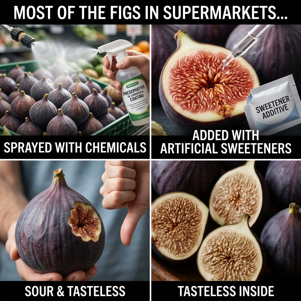🌳 Bears fruit within a year! This high-yielding, dwarf fig variety can be planted year-round. Featuring sweet, fresh, and crisp flesh, it is ideal for cultivation in pots, on balconies, or on farms, and is suitable for a wide range of climates.