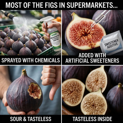 🌳 Bears fruit within a year! This high-yielding, dwarf fig variety can be planted year-round. Featuring sweet, fresh, and crisp flesh, it is ideal for cultivation in pots, on balconies, or on farms, and is suitable for a wide range of climates.