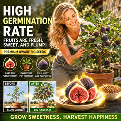 🌳 Bears fruit within a year! This high-yielding, dwarf fig variety can be planted year-round. Featuring sweet, fresh, and crisp flesh, it is ideal for cultivation in pots, on balconies, or on farms, and is suitable for a wide range of climates.