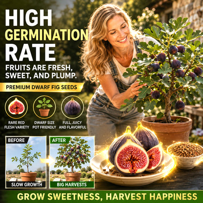 🌳 Bears fruit within a year! This high-yielding, dwarf fig variety can be planted year-round. Featuring sweet, fresh, and crisp flesh, it is ideal for cultivation in pots, on balconies, or on farms, and is suitable for a wide range of climates.