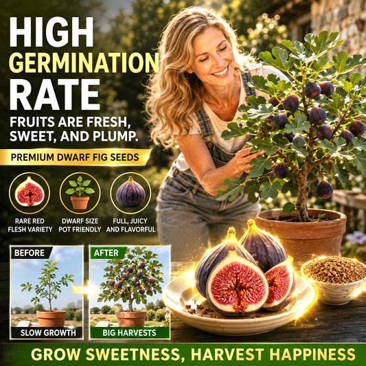 🌳 Bears fruit within a year! This high-yielding, dwarf fig variety can be planted year-round. Featuring sweet, fresh, and crisp flesh, it is ideal for cultivation in pots, on balconies, or on farms, and is suitable for a wide range of climates.