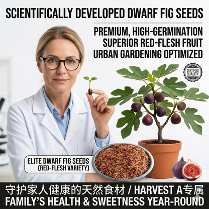 🌳 Bears fruit within a year! This high-yielding, dwarf fig variety can be planted year-round. Featuring sweet, fresh, and crisp flesh, it is ideal for cultivation in pots, on balconies, or on farms, and is suitable for a wide range of climates.