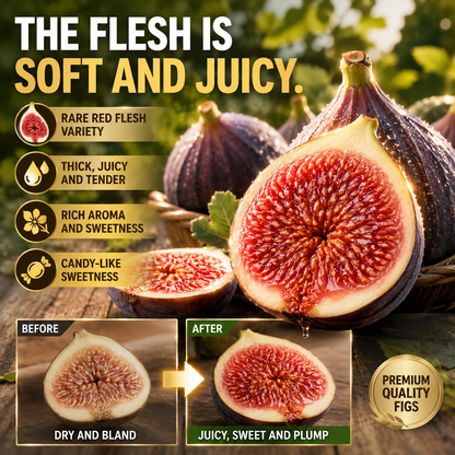 🌳 Bears fruit within a year! This high-yielding, dwarf fig variety can be planted year-round. Featuring sweet, fresh, and crisp flesh, it is ideal for cultivation in pots, on balconies, or on farms, and is suitable for a wide range of climates.