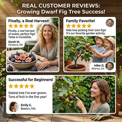 🌳 Bears fruit within a year! This high-yielding, dwarf fig variety can be planted year-round. Featuring sweet, fresh, and crisp flesh, it is ideal for cultivation in pots, on balconies, or on farms, and is suitable for a wide range of climates.