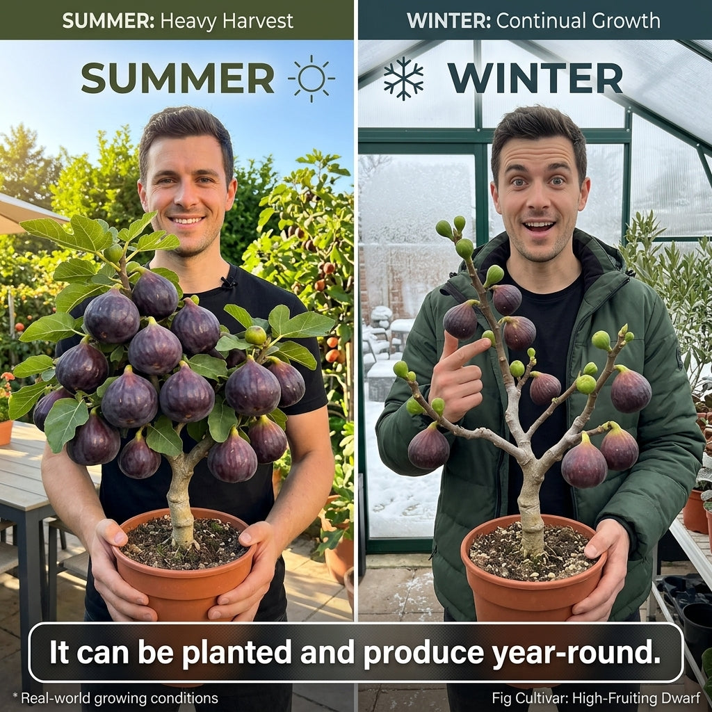 🌳 Bears fruit within a year! This high-yielding, dwarf fig variety can be planted year-round. Featuring sweet, fresh, and crisp flesh, it is ideal for cultivation in pots, on balconies, or on farms, and is suitable for a wide range of climates.