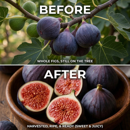🌳 Bears fruit within a year! This high-yielding, dwarf fig variety can be planted year-round. Featuring sweet, fresh, and crisp flesh, it is ideal for cultivation in pots, on balconies, or on farms, and is suitable for a wide range of climates.