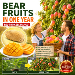 🥭The Guifei mango bears fruit annually, is a dwarf variety suitable for potted cultivation, and is ideal for home, balcony, and garden planting. It fruits quickly, yields high output, and is suitable for various climates.