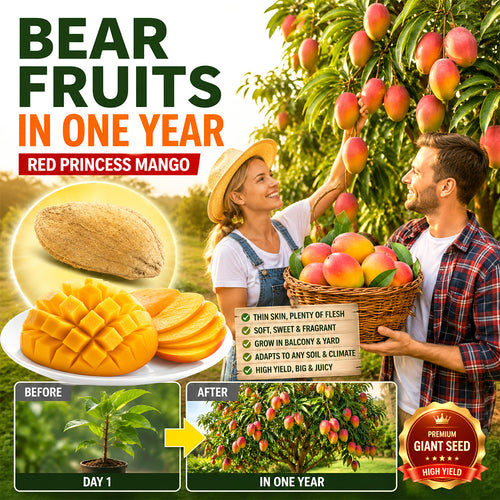 🥭The Guifei mango bears fruit annually, is a dwarf variety suitable for potted cultivation, and is ideal for home, balcony, and garden planting. It fruits quickly, yields high output, and is suitable for various climates.