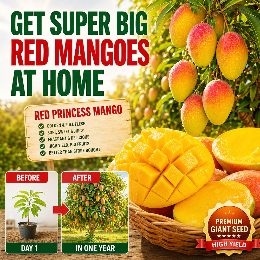 🥭The Guifei mango bears fruit annually, is a dwarf variety suitable for potted cultivation, and is ideal for home, balcony, and garden planting. It fruits quickly, yields high output, and is suitable for various climates.
