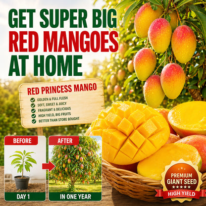 🥭The Guifei mango bears fruit annually, is a dwarf variety suitable for potted cultivation, and is ideal for home, balcony, and garden planting. It fruits quickly, yields high output, and is suitable for various climates.
