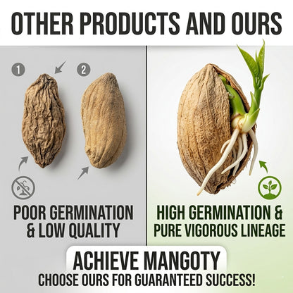 🥭The Guifei mango bears fruit annually, is a dwarf variety suitable for potted cultivation, and is ideal for home, balcony, and garden planting. It fruits quickly, yields high output, and is suitable for various climates.