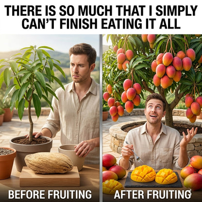 🥭The Guifei mango bears fruit annually, is a dwarf variety suitable for potted cultivation, and is ideal for home, balcony, and garden planting. It fruits quickly, yields high output, and is suitable for various climates.