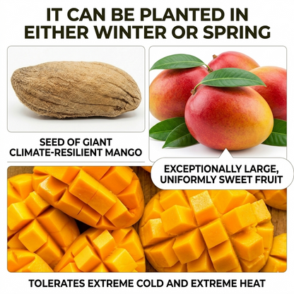🥭The Guifei mango bears fruit annually, is a dwarf variety suitable for potted cultivation, and is ideal for home, balcony, and garden planting. It fruits quickly, yields high output, and is suitable for various climates.